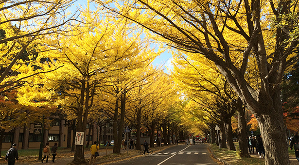 北海道大学銀杏並木